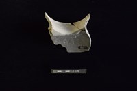 陶罐藏品圖，第2張